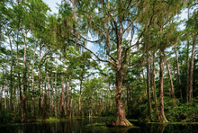 Landscape In The Okefenokee Swamp With Bald Cypress Trees (Taxodium Distichum), Georgia, USA