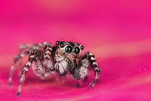 Spider Jumper Macro, Arachnophobia, Beautiful Jumping Spider, Poisonous Spider