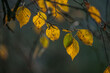 kolorowe liście jesienią