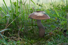 Edible Mushroom Leccinum Duriusculum Under Aspen. Known As Slate Bolete. Wild Bolete Mushroom Growing In The Meadow In The Grass.