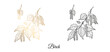 © MARINA - Drawn birch branch. Monochrome and gold. On an isolated white background. Vector illustration.