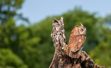 Cute Eastern Screech Owls Perched On Wood In The Green Garden