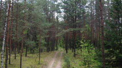 Wall Mural - Drone shot flying on summer pine tree forest.