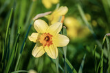 Fototapeta Miasto - Beautiful yellow daffodils
