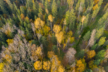 Wall Mural - Aerial drone view over autumn forest.