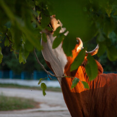 Cow of red color eats leaves of trees