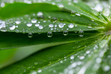  Green leaf with water drops for background. Green leaf with morning dew close up. grass and dew abstract background. Natural green background with leaf and drops of water.