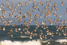 A Flock Of Waders In Flight With Beautiful Light