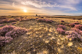 Fototapeta  - Blooming heath landscape scenery of heathland