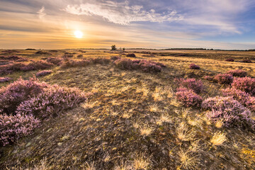 Wall Mural - Blooming heath landscape scenery of heathland