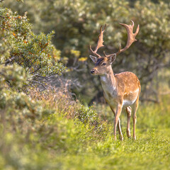 Canvas Print - Fallow deer male with stags in rutting season