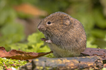 Canvas Print - Field vole natural environment