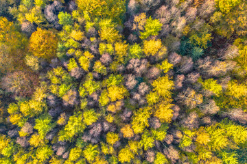 Wall Mural - aerial view of autumn forest with colorful foliage