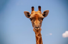Portrait Of Common Giraffe Against Blue Sky With White Clouds In Namibia National Park