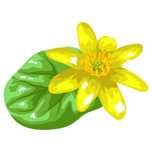 Illustration Of Stylized Yellow Buttercup With Leaf. Decorative Summer Plant.