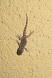 Baby moorish gecko (Tarentola mauritanica) on a wall