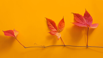 Wall Mural - Red autumn leaves with stems on yellow background with copy space for fall season concept. Top view composition. 