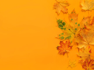 Wall Mural - Autumn maple leaves border on yellow background with copy space for fall season concept. Top view flat lay composition.