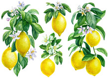 Set Of Lemons, Flowering Branches Of Citrus On An Isolated White Background, Watercolor Illustration, Ripe Fruit Lemon