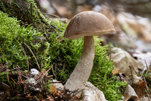 Close Up Of A Birch Bolet Leccinum Scabrum Mushroom Between Moss And Autumn Leaves