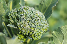 Soft Focus. Natural Light. Growing Organic Products Without The Use Of Chemicals. Green Broccoli. Close-up.