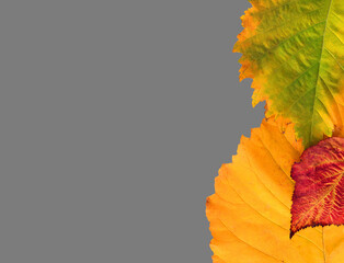 Wall Mural - Autumn fallen leaves border isolated on gray background for fall season concept. Top view flat lay composition.
