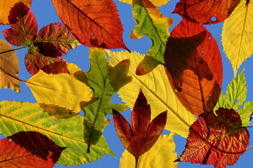 Wall Mural - Autumn falling leaves close-up against blue sky as autumn background floral pattern or wallpaper for fall season concept and plant design.