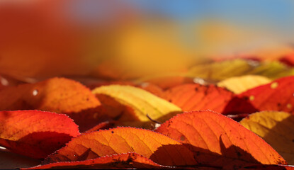 Wall Mural - Close-up autumn leaves fallen on the ground  illuminated by the sun on natural background of fall foliage.