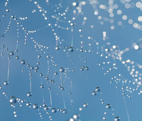 Wall Mural - Dew drops on spider mesh, net - macro photography