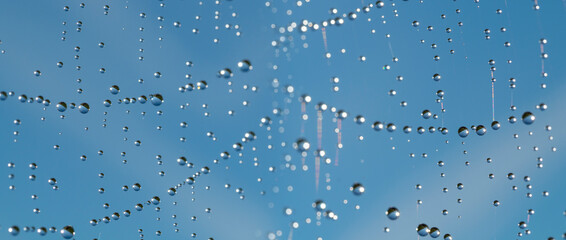 Wall Mural - Dew drops on spider mesh, net - macro photography