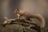 Red squirrel percehd on a log with a brown background.  Taken in the Cairngorms National Park, Scotland.