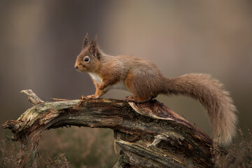 Wall Mural - red squirrel percehd on a log with a brown background. taken in the cairngorms national park, scotla