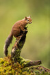 Red Squirrel on a tree stump with green background.