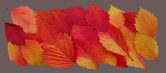 Wall Mural - Close-up  autumn leaves isolated on gray background for fall season concept. Top view flat lay autumn composition.