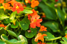 Several Orange Nasturtiums Are Finally Blooming In The Back Garden