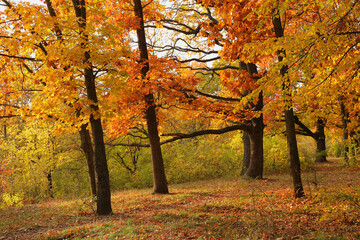 Wall Mural - Colorful foliage of autumn maples in sunlight. Bright fall leaves in park.