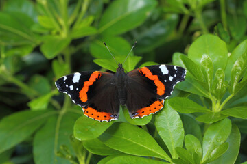 Poster - Closeup shot of a butterfly on plants