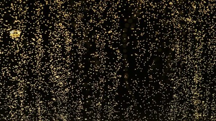 Wall Mural - Super slow motion of champagne bubbles texture on black background. Filmed on high speed cinema camera, 1000 fps