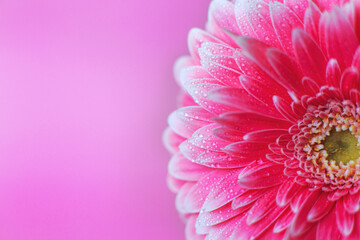Wall Mural - pink gerbera flower petals with drops of water, macro on flower, beautiful abstract background