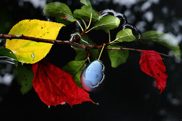 Wall Mural - Bright autumn leaves and plum tree on branch in the water. Contrasting background of autumn foliage and dark water.