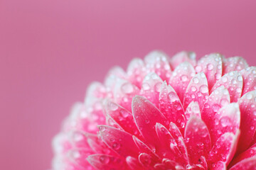 Wall Mural - pink gerbera flower petals with drops of water, macro on flower, beautiful abstract background
