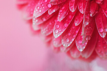 Wall Mural - pink gerbera flower petals with drops of water, macro on flower, beautiful abstract background