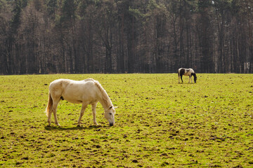 Wall Mural - White and spotted horse grazing in front of the forest.