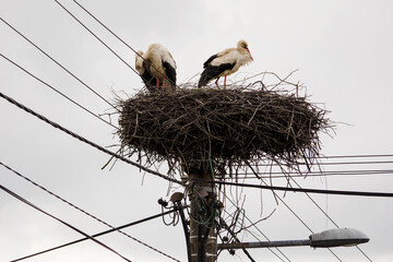 Wall Mural - A pair of storks standing in a nest on a power line.