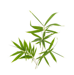 Wall Mural - bamboo leaves isolated on white background