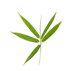 Wall Mural - bamboo leaves isolated on white background