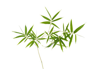 Wall Mural - bamboo leaves isolated on white background