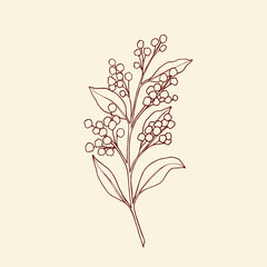 Hand drawn wattle illustration. Sketch acacia