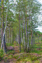 Peat Forest With A Hiking Trail In The Summer