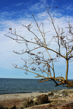 Vertical Shot Of A Dry Tree On The Coast Of A Blue Sea Under A Cloudy Sky